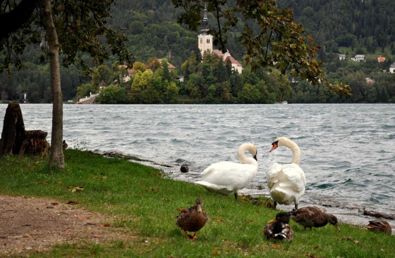 Apartma Toro Bled Appartamento Esterno foto